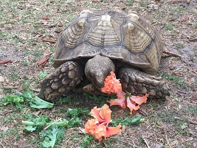  Use tortoise eating vegetation