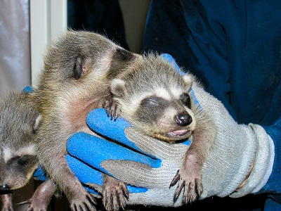 Use hands holding three baby raccoons