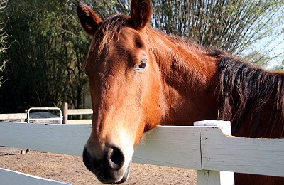 face of horse