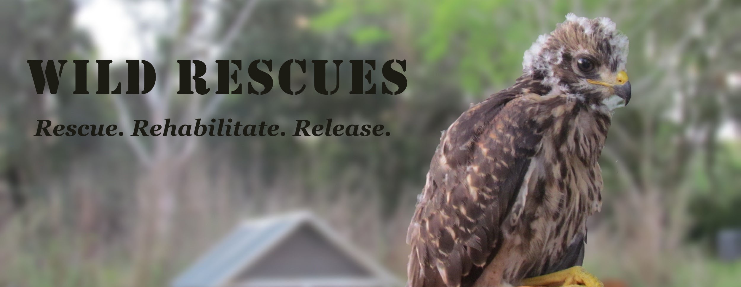 rescued baby hawk.